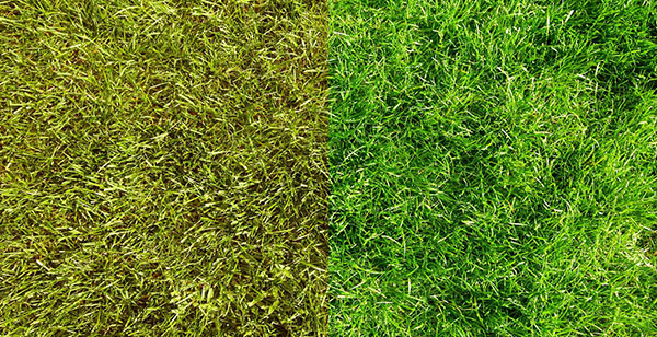 So bekommen Sie grünes Gras: Rasenwartungstipps