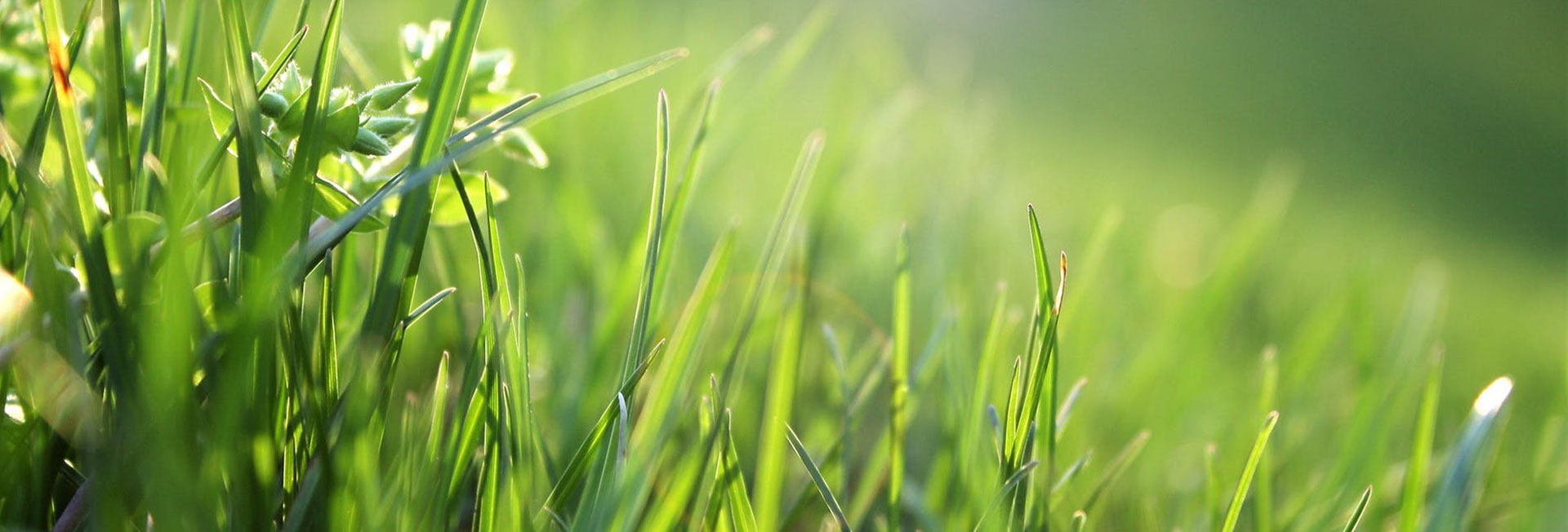 10 Top Tipps für einen gesunden Rasen