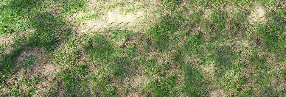 Five Worst Summer Lawn Care Issues