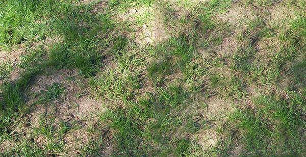 Hur man tar sig an de fem värsta problemen med gräsmatteunderhåll under sommaren