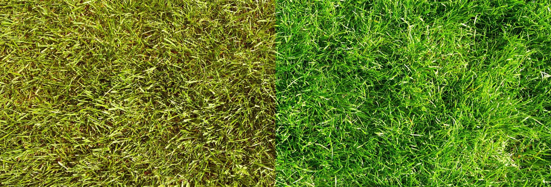 So bekommen Sie grünes Gras: Rasenwartungstipps