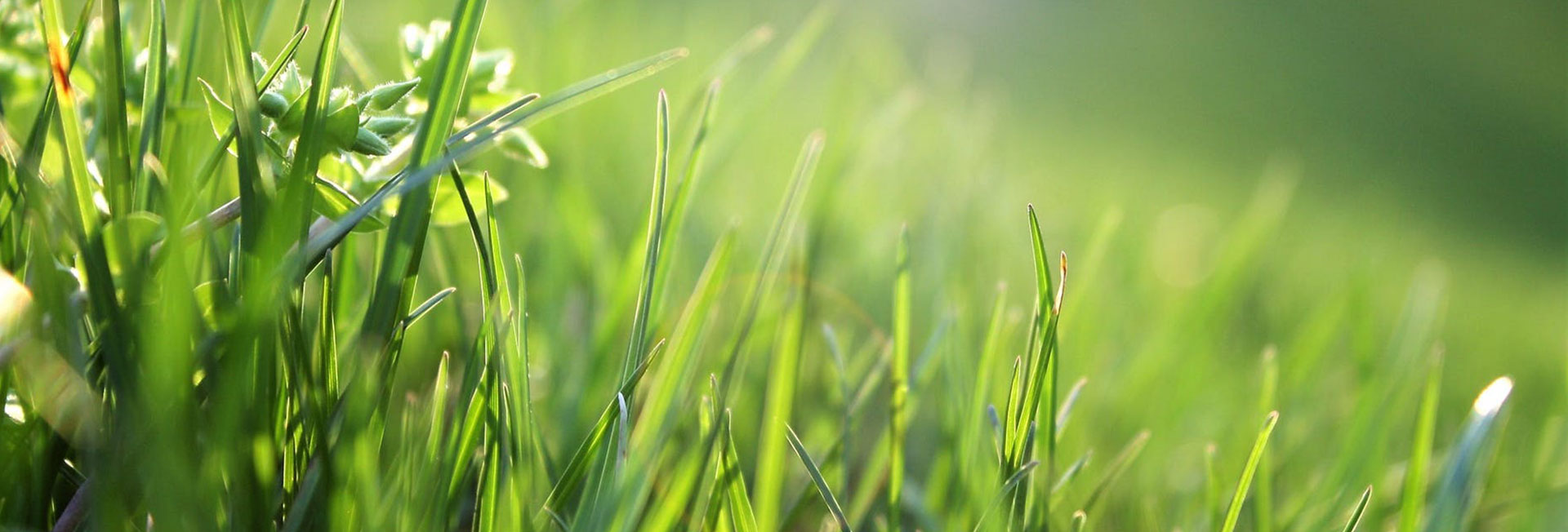 Top 10 Lawn Care Tips for a Healthy Lawn