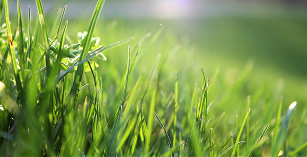 De 10 bästa tipsen för en sund gräsmatta