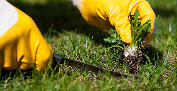 Weed Control: The How to Guide