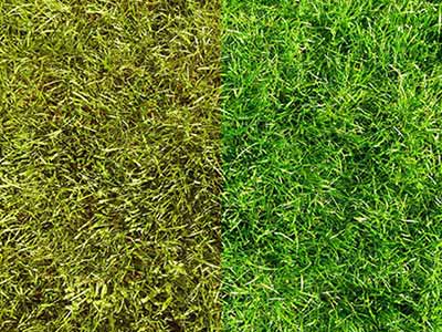 So bekommen Sie grünes Gras | Briggs & Stratton