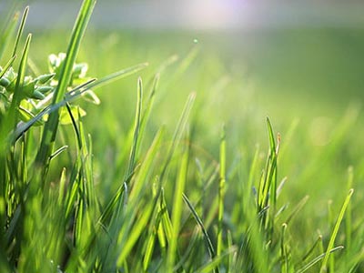 10 wskazówek dotyczących pielęgnacji trawnika | Briggs & Stratton