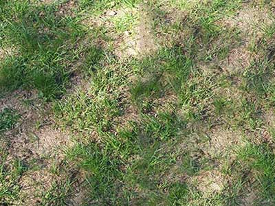 De fem värsta problemen med sommarens gräsmatteunderhåll | Briggs & Stratton