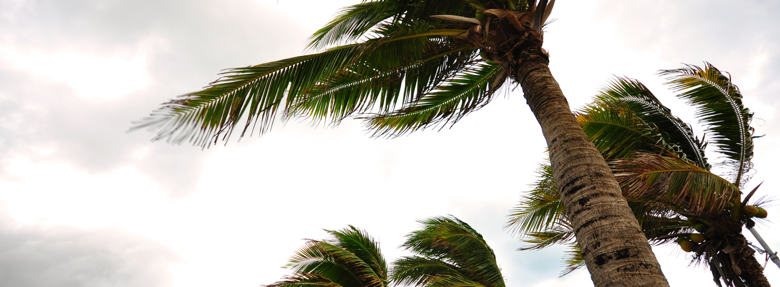 Palm Trees Blowing During Hurricane