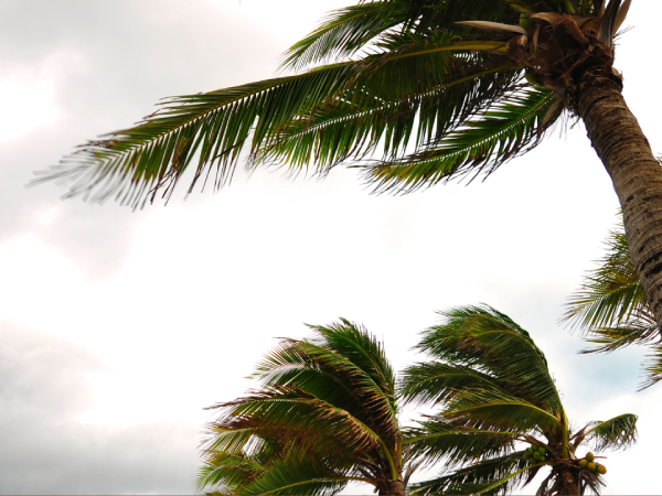 Palm Trees Blowing During Hurricane