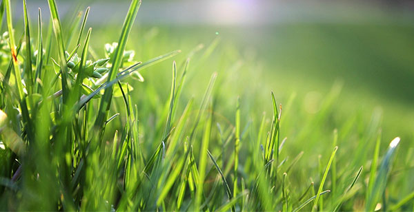 Top 10 Tips for a Healthy Lawn